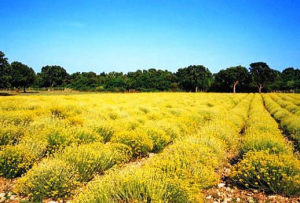 immortelle herzegovina