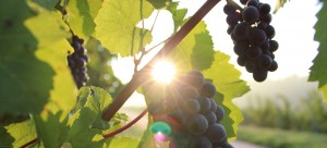 Herzegovina wine gastro tour Trebinje Tvrdos Monastery vineyards